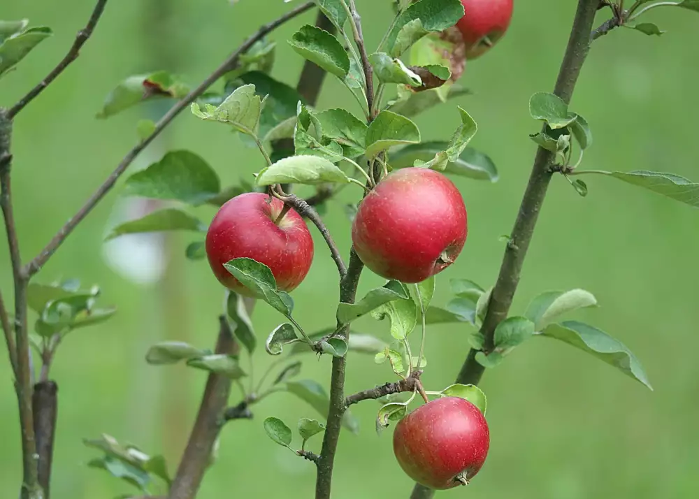 Dukanova Dieta Jídelníček Na Týden