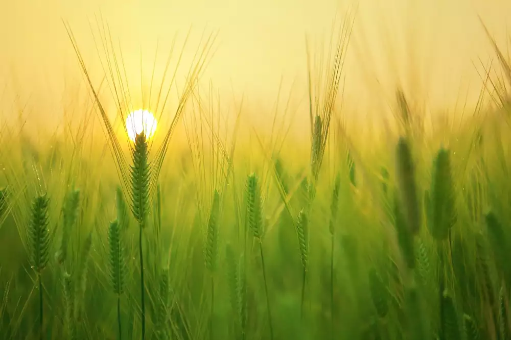 Alergická Reakce Na Barvu Na Vlasy